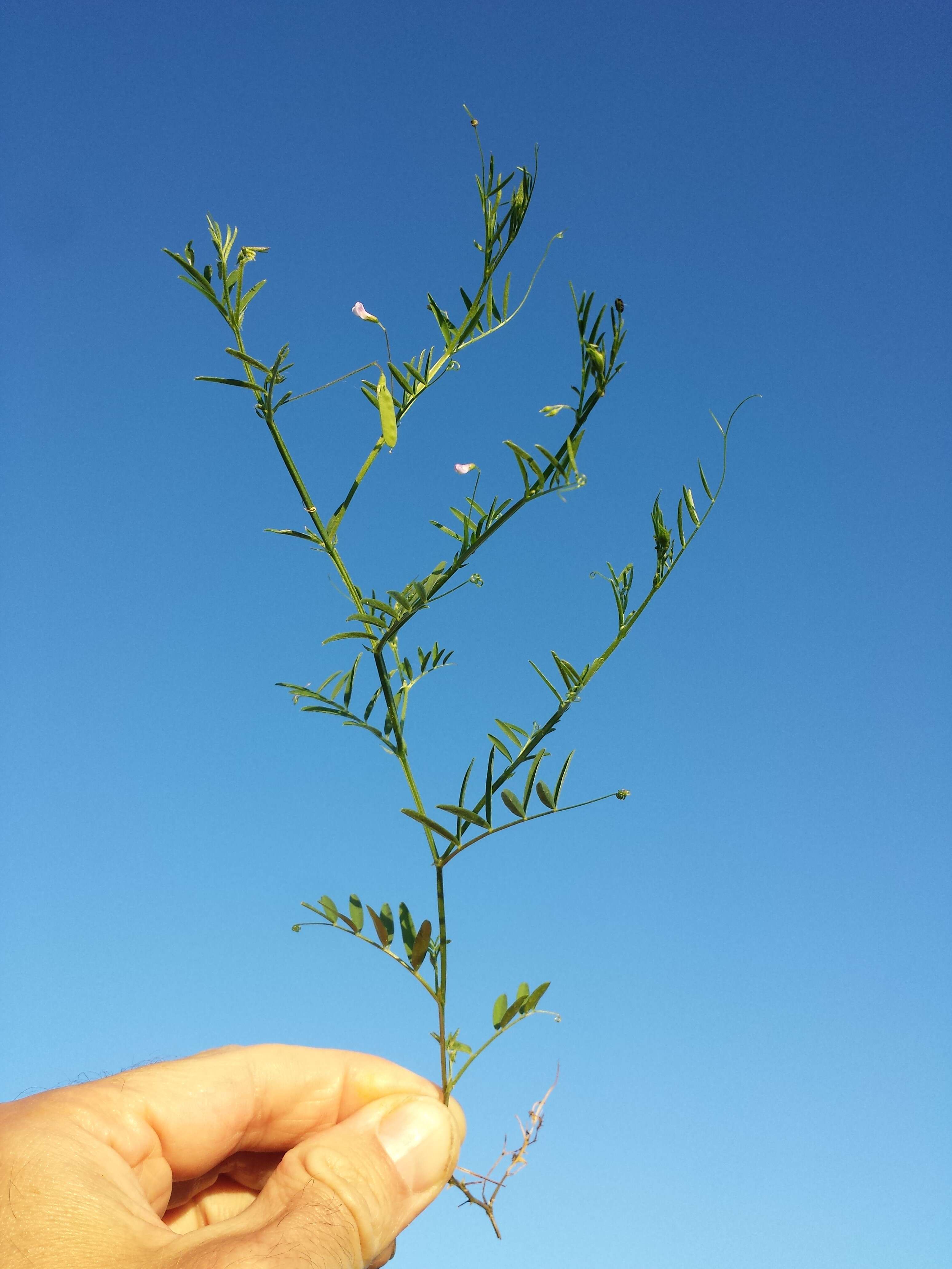 Imagem de Vicia tetrasperma (L.) Schreb.