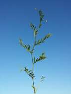 Image of lentil vetch