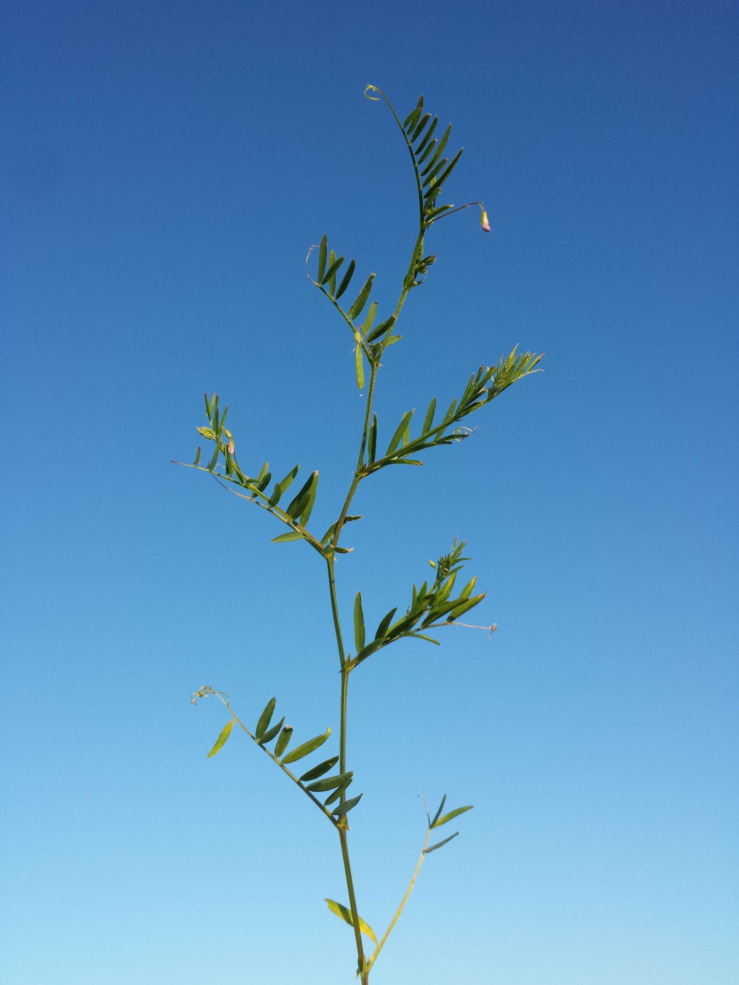 Image of lentil vetch