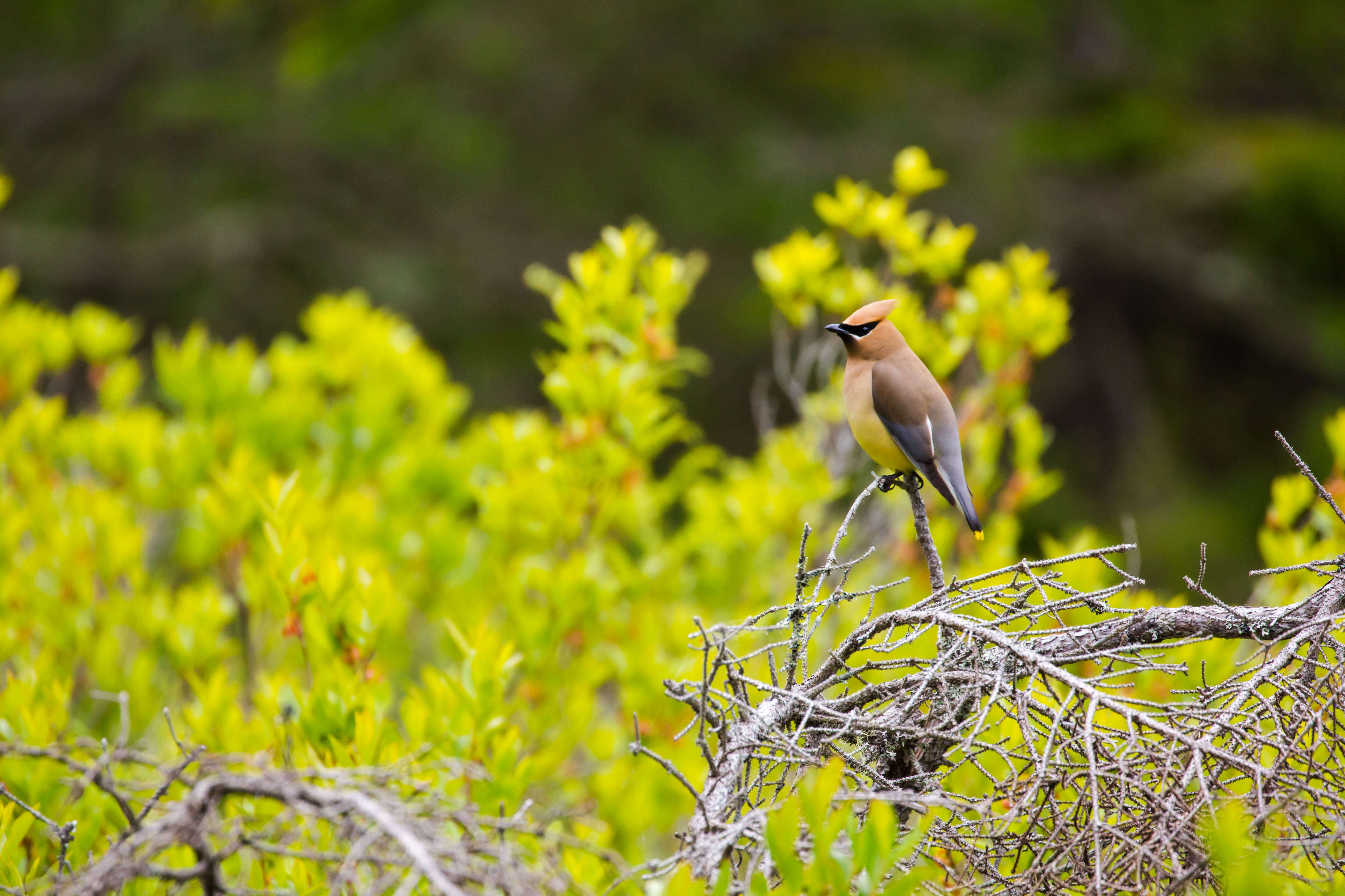 Image of Waxwing