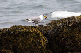 Image of American Herring Gull