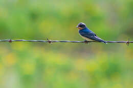 Image of Hirundo Linnaeus 1758