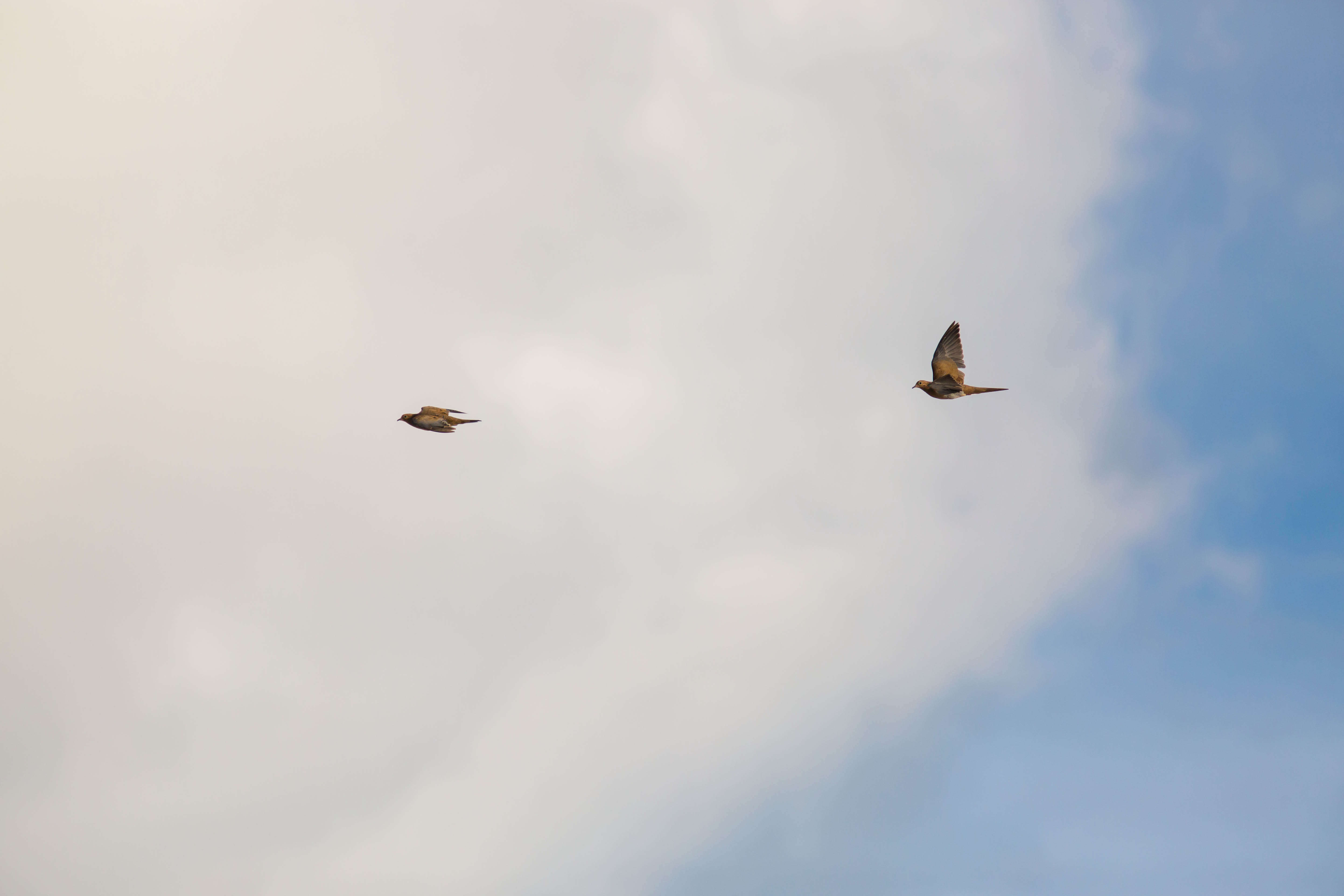 Image of American Mourning Dove