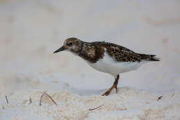 Image of Ruddy Turnstone