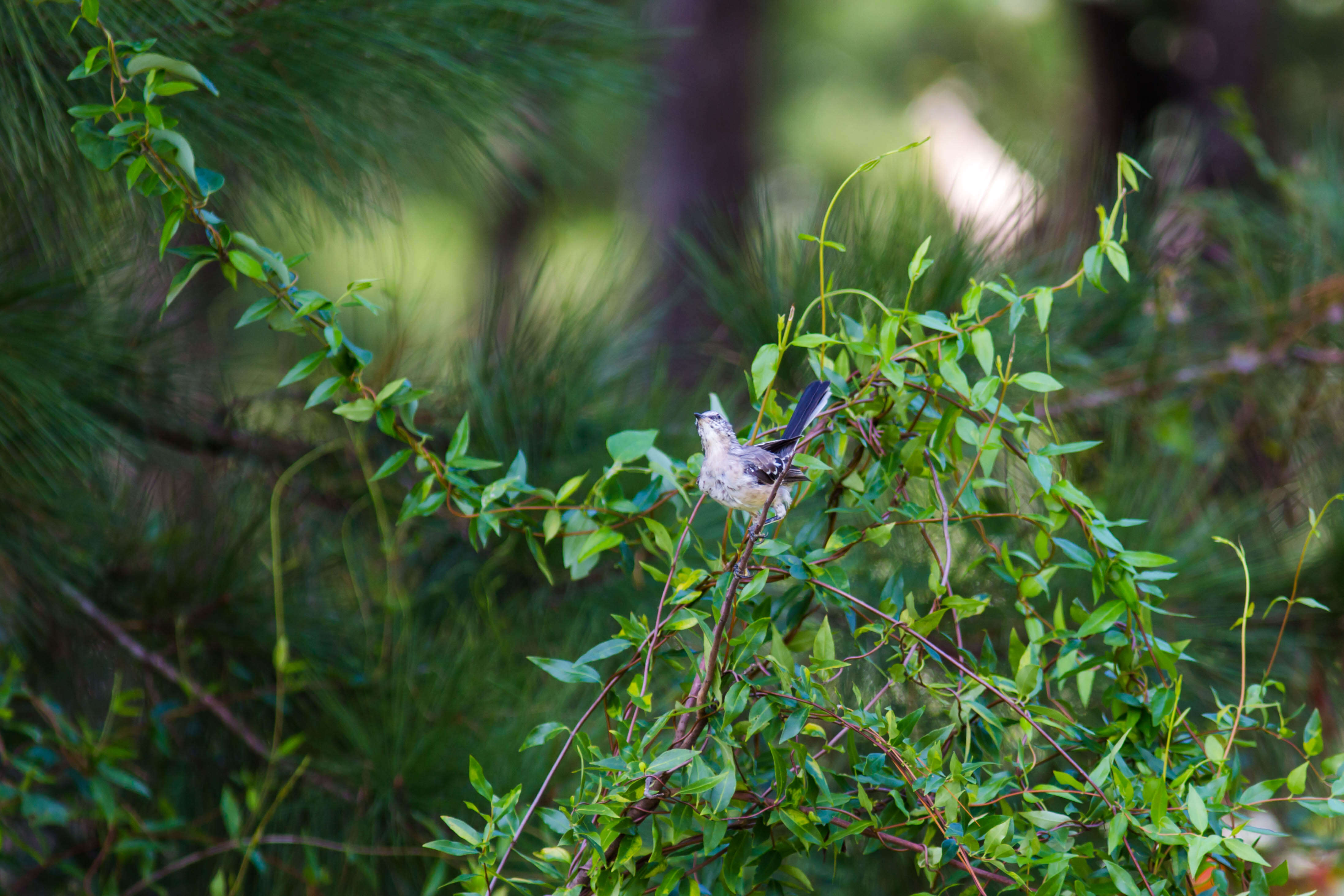 Image of Northern Mockingbird