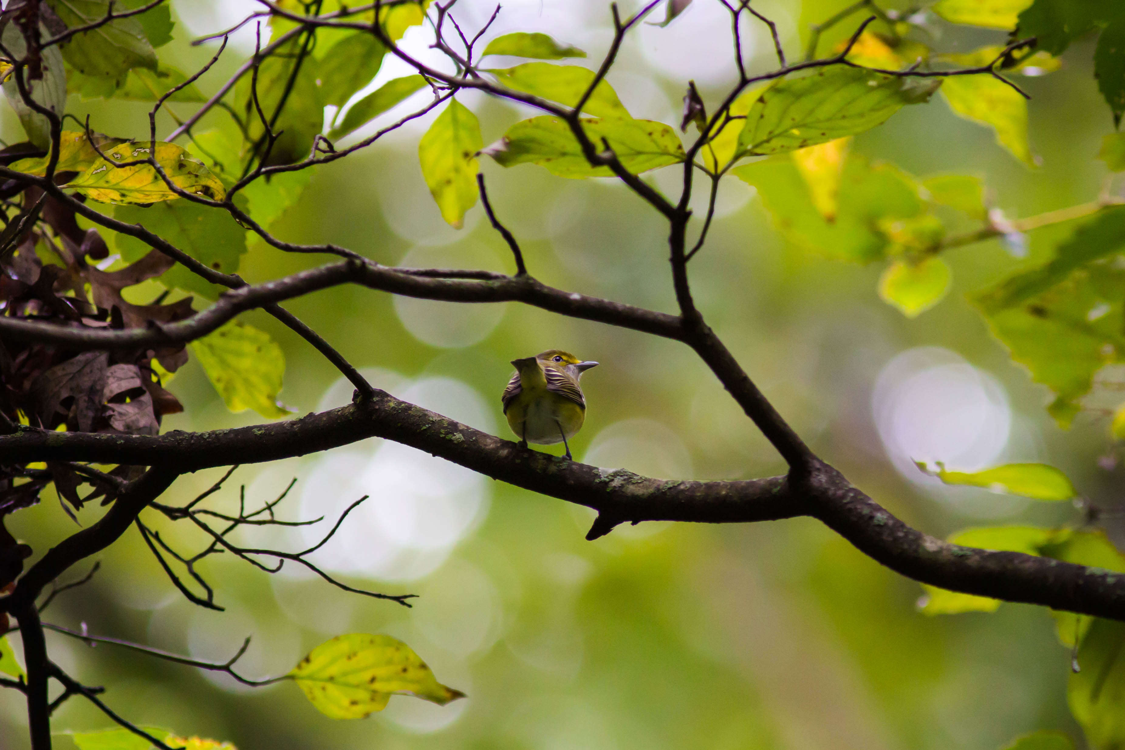 Слика од Vireo griseus (Boddaert 1783)