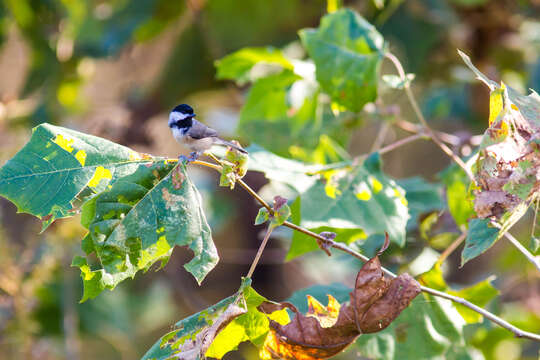 Image of Carolina Chickadee