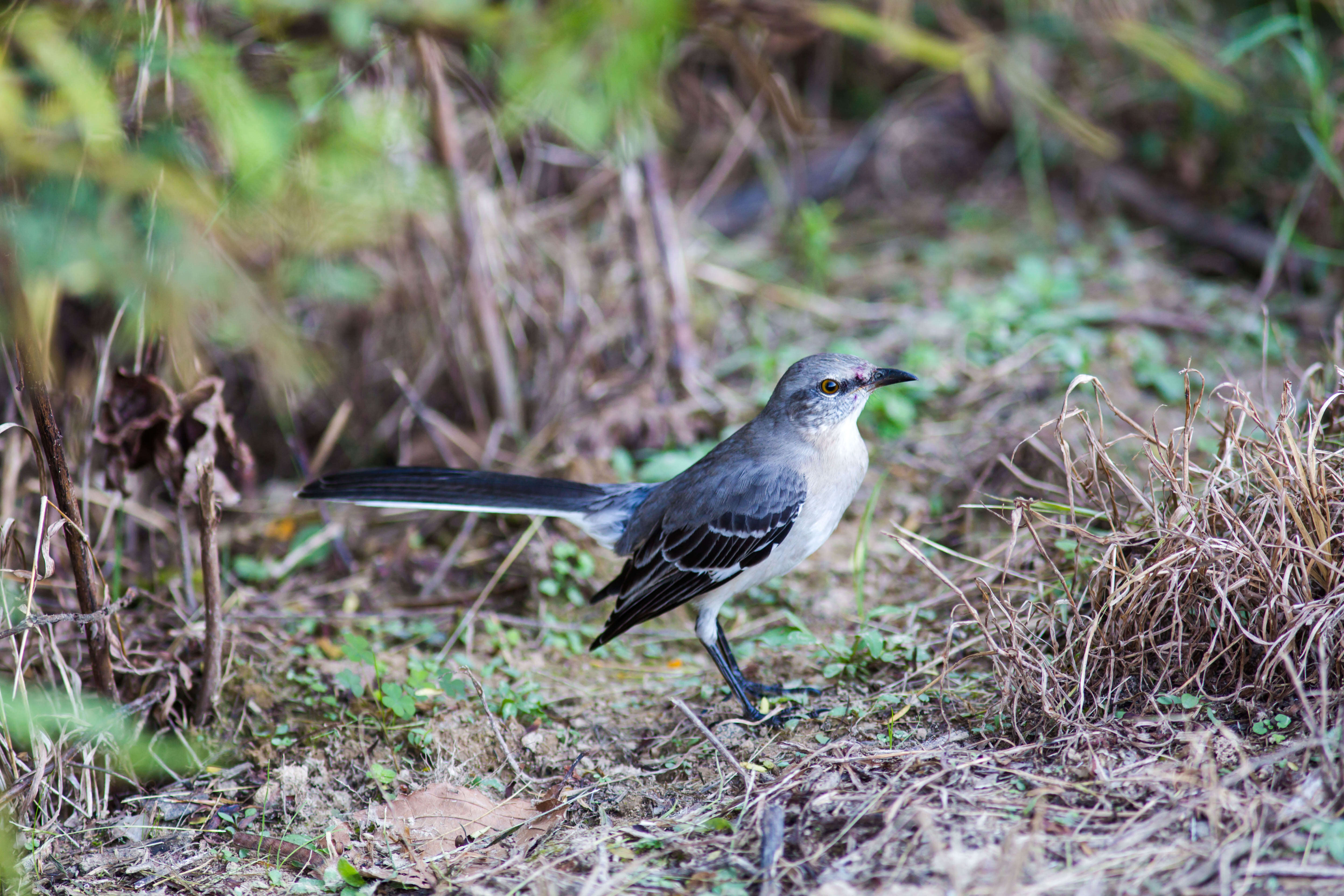 Image of Northern Mockingbird