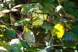 Image of Magnolia Warbler