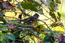 Image of Eastern Towhee