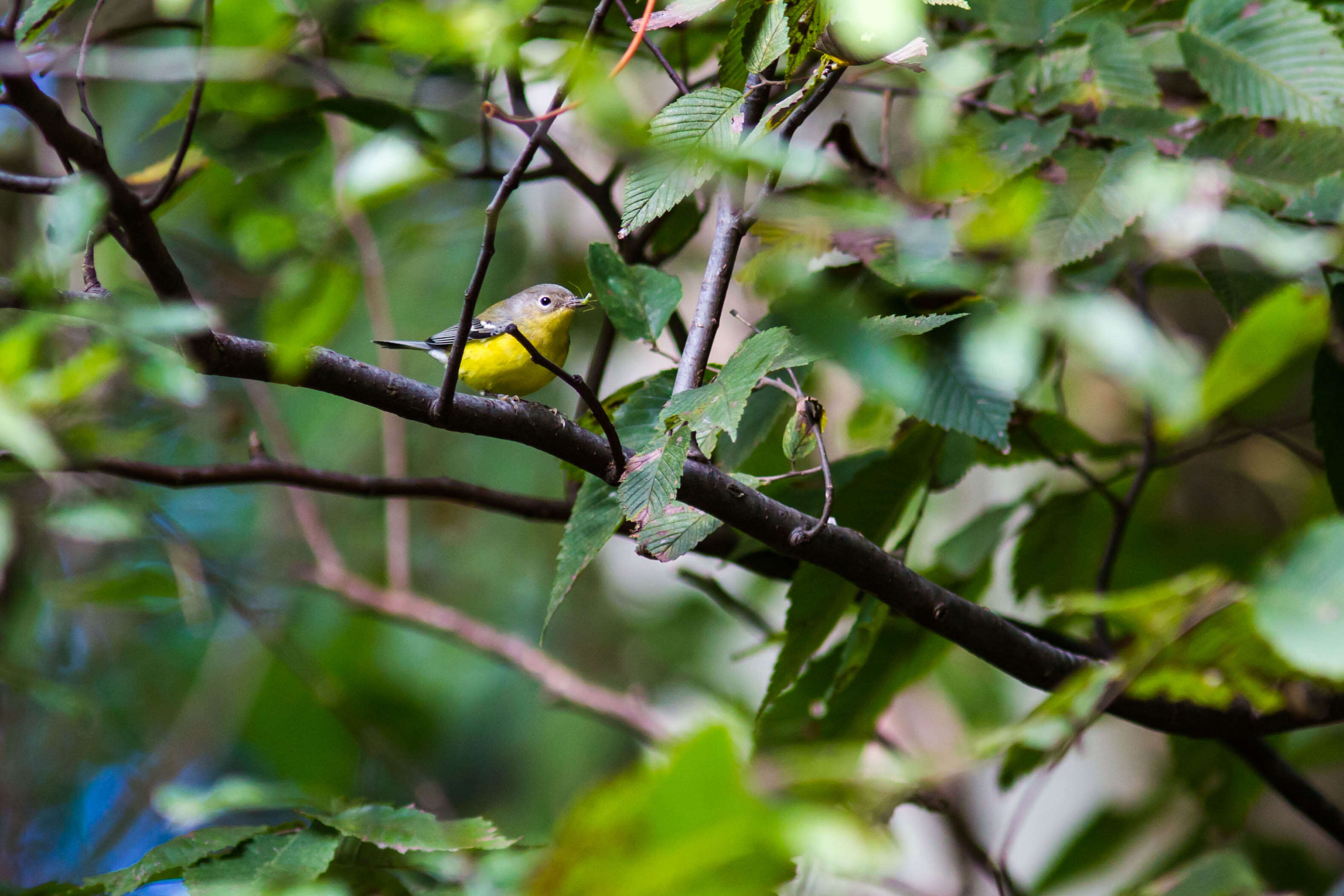 Image of Magnolia Warbler