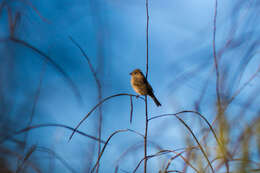 Image of Indigo Bunting