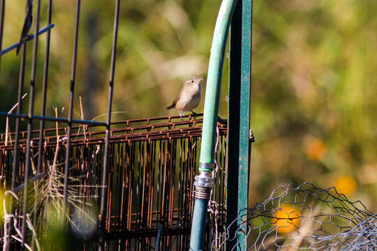 Image of House Wren