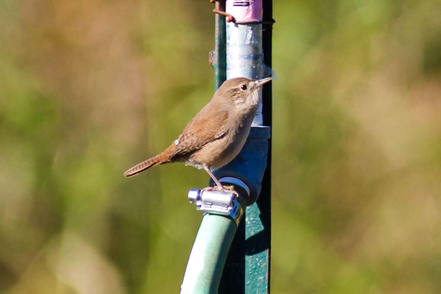 Image of House Wren