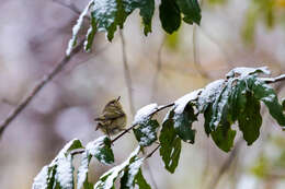 Image of goldcrests and kinglets