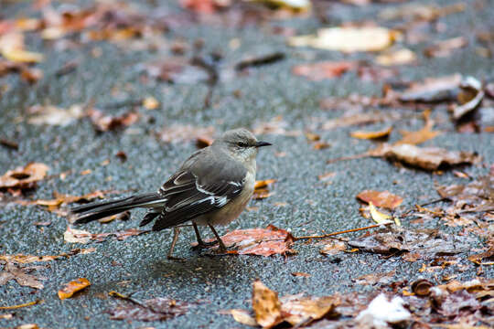 Image of Northern Mockingbird