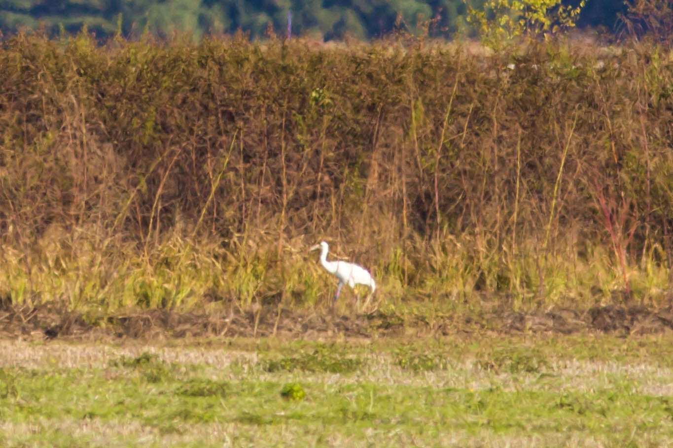 Image of Whooping Crane