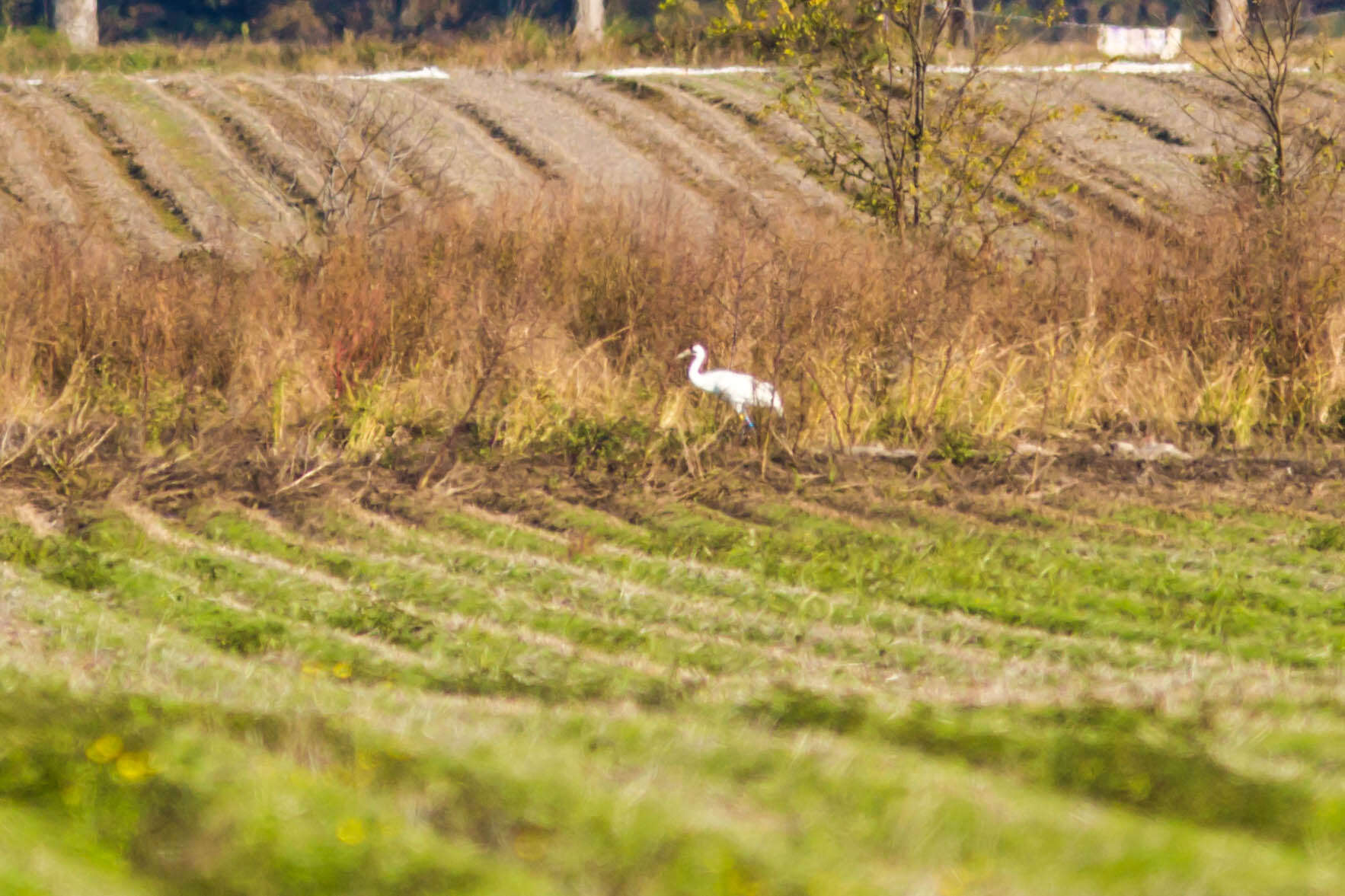 Image of Whooping Crane