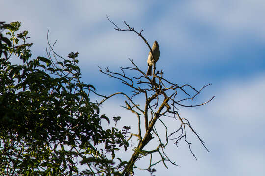 Image of Oak Titmouse