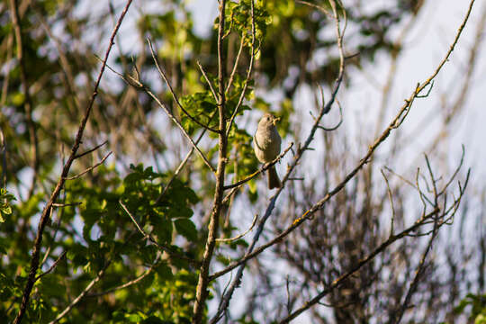 Image of Oak Titmouse