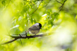 Image of Carolina Chickadee