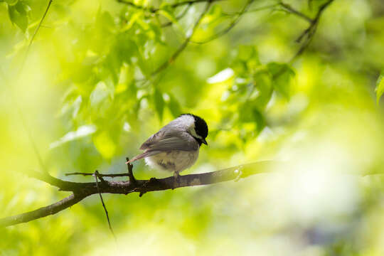 Image of Carolina Chickadee