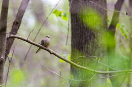 Image of American Mourning Dove