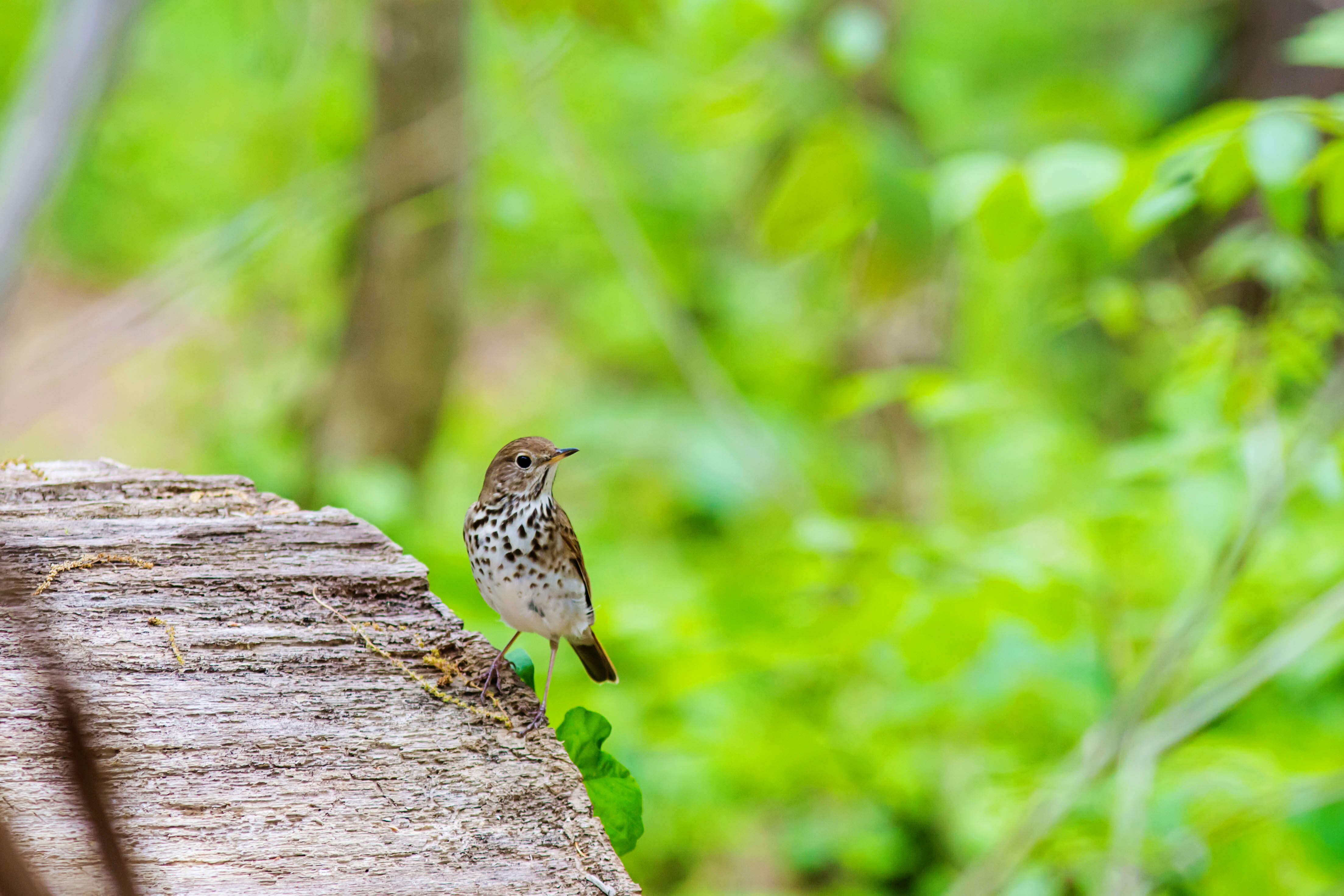 Image of Hermit Thrush