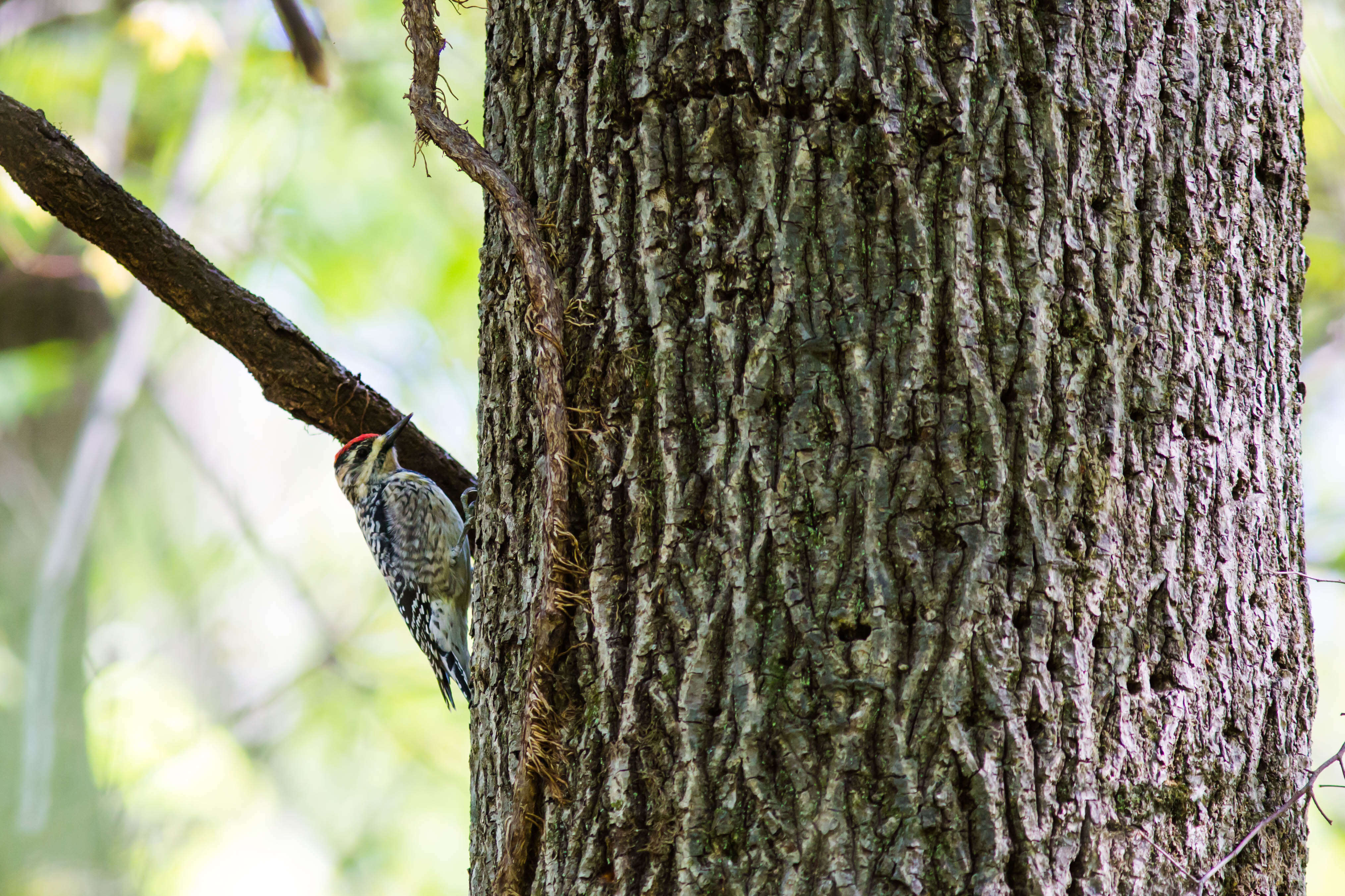 Image of Sapsucker