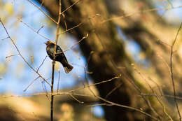 Image of Brown-headed Cowbird