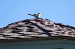 Image of Northern Mockingbird