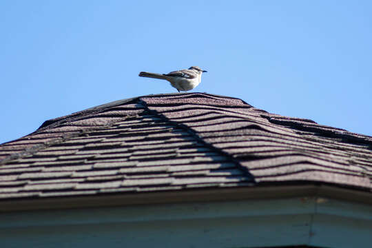 Image of Northern Mockingbird