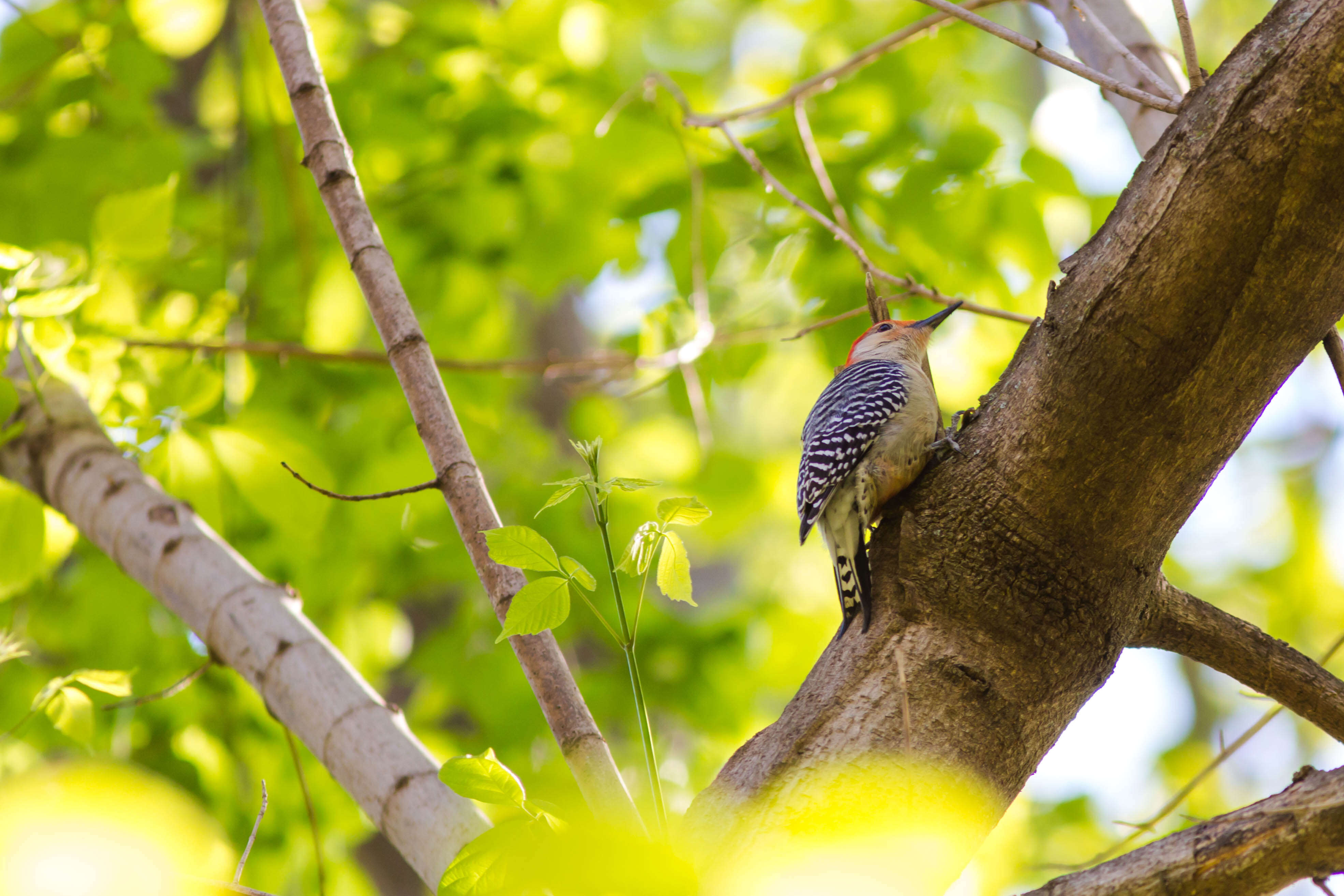 Image of Red-bellied Woodpecker