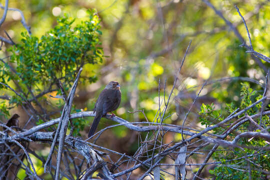 Image of California Towhee