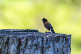 Image of juncos