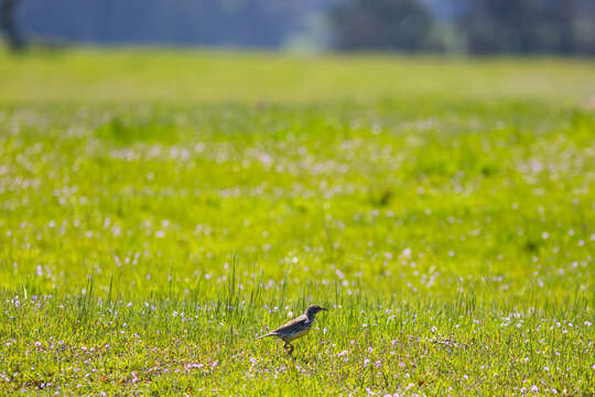 Image of Western Meadowlark