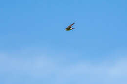 Image of Violet-green Swallow