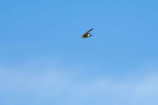 Image of Violet-green Swallow