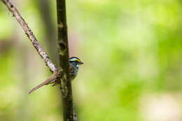 Image of White-throated Sparrow