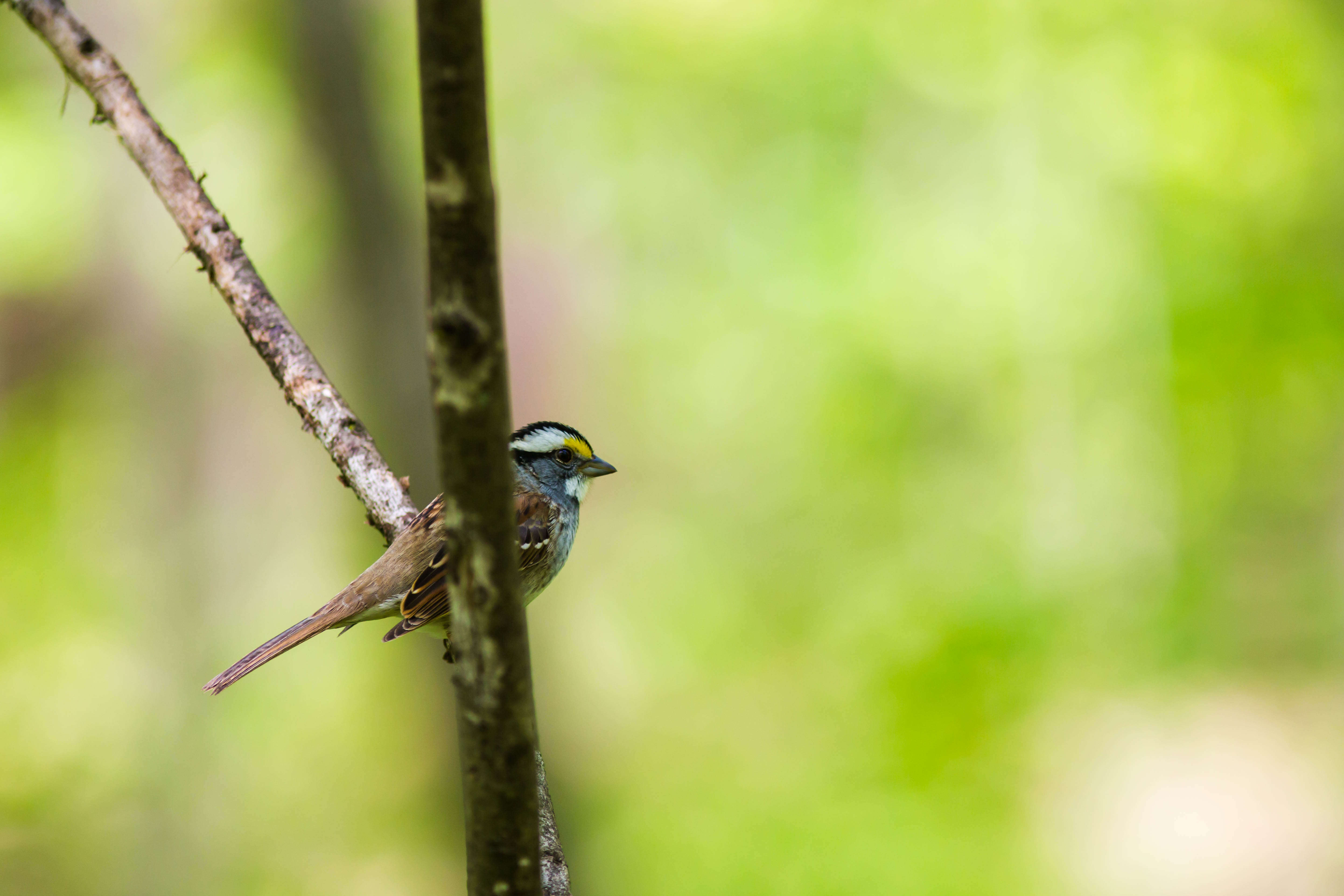 Image of White-throated Sparrow