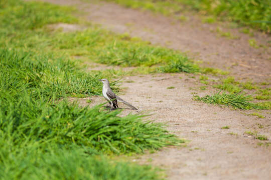 Image of Northern Mockingbird