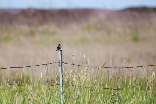 Image of Western Bluebird