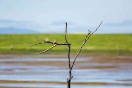 Image of American Mourning Dove