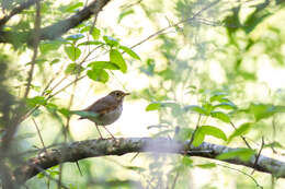 Image of Hermit Thrush