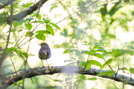 Image of Hermit Thrush