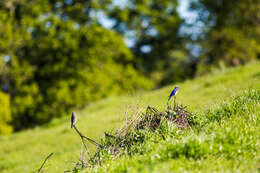 Image of Western Bluebird