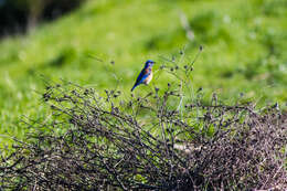 Image of Western Bluebird