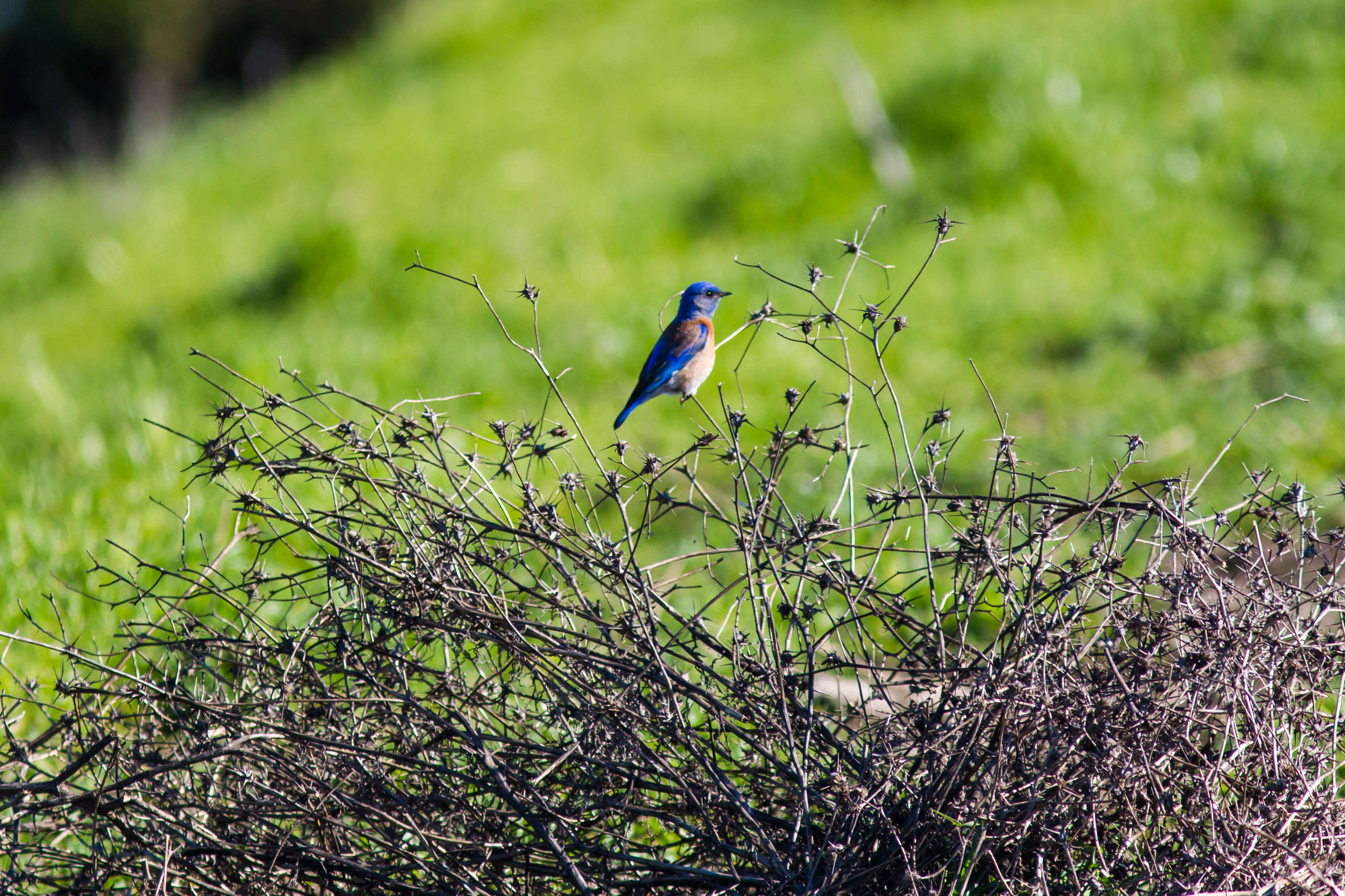 Image of Western Bluebird