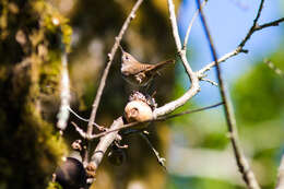 Image of House Wren