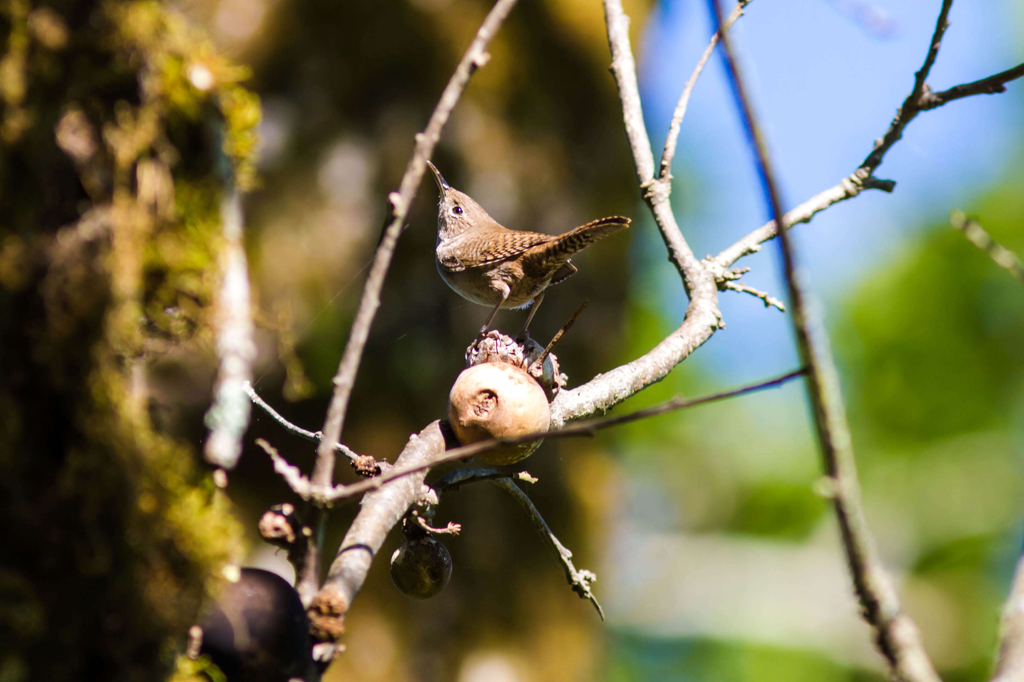 Image of House Wren